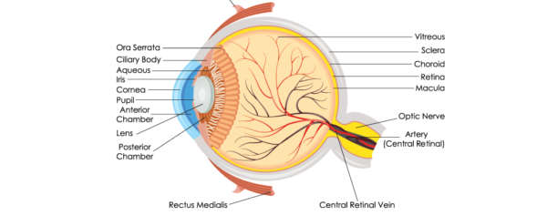 The Anatomy Of The Eyeball | Dr. John Goosey