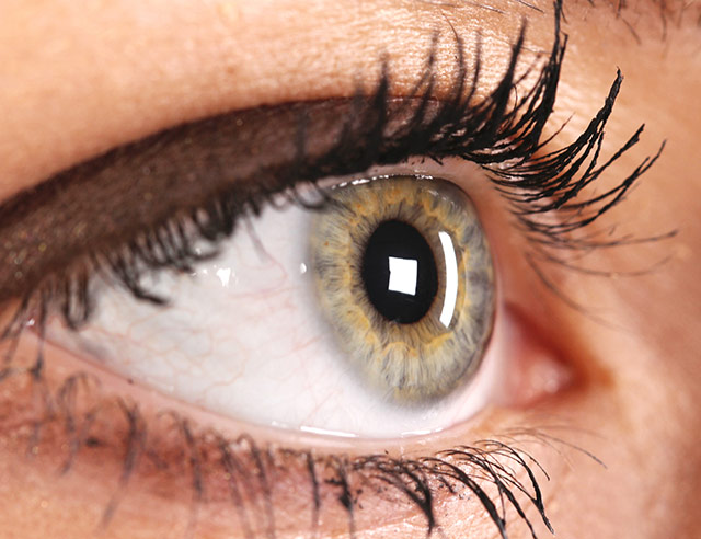 the-cornea-and-the-retina
